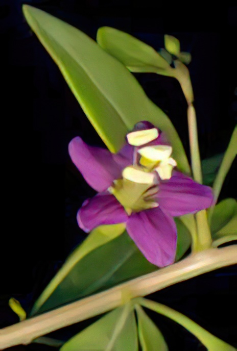 Duke of Argyll’s Tea Plant