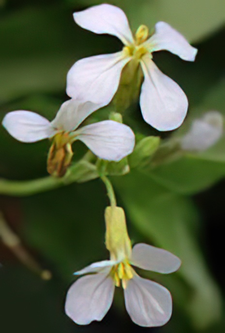 Wild Radish
