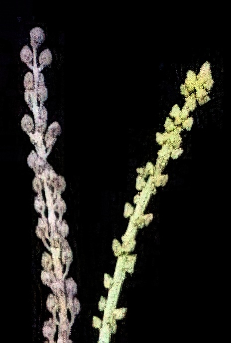 Sea Arrowgrass