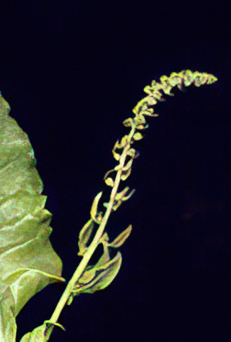 Sea Beet