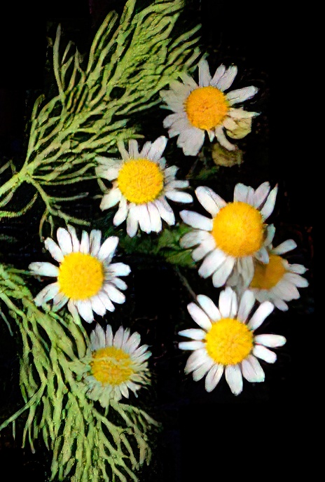 Scentless Mayweed
