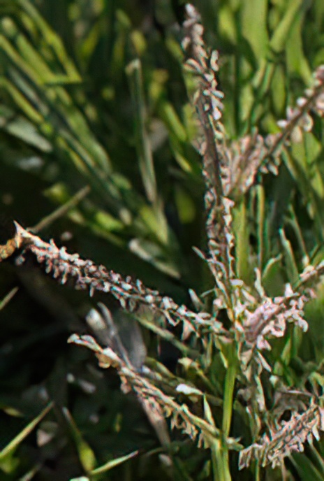 Bermuda Grass