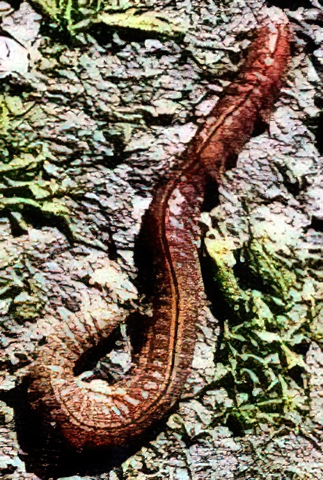 Estuary Ragworm