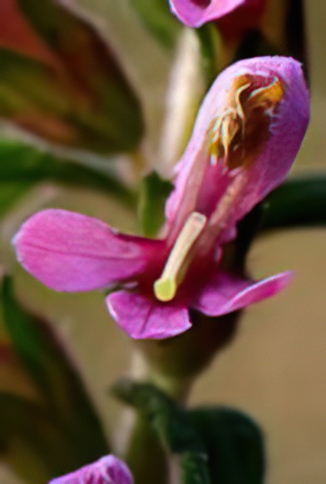 Red Bartsia