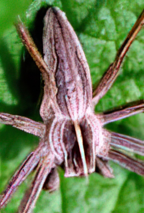 Nursery Web Spider