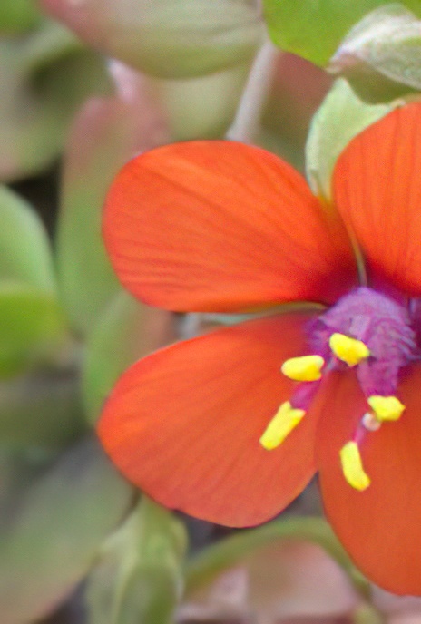 Scarlet Pimpernel