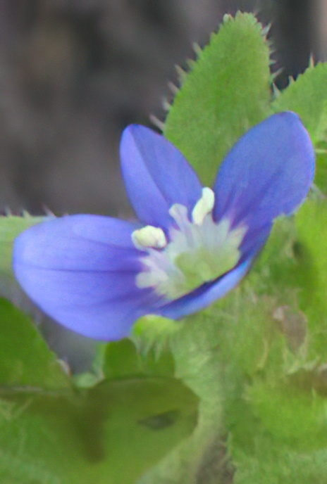 Wall Speedwell