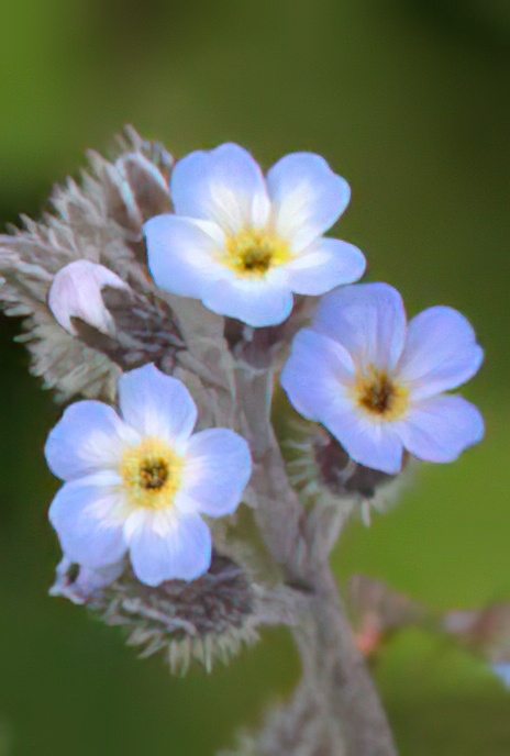 Field Forget-me-not