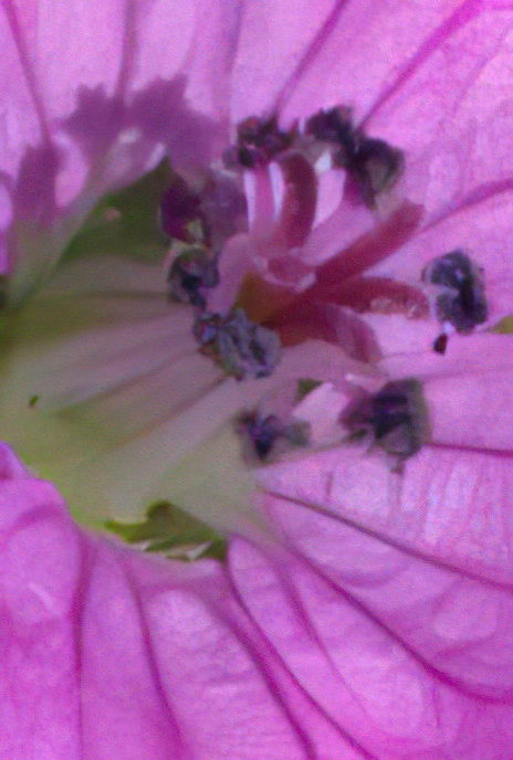 Dove’s-foot Crane’s-bill