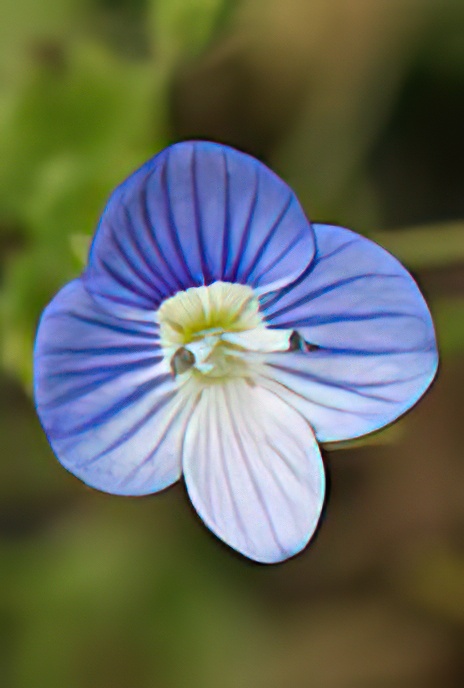 Green Field Speedwell