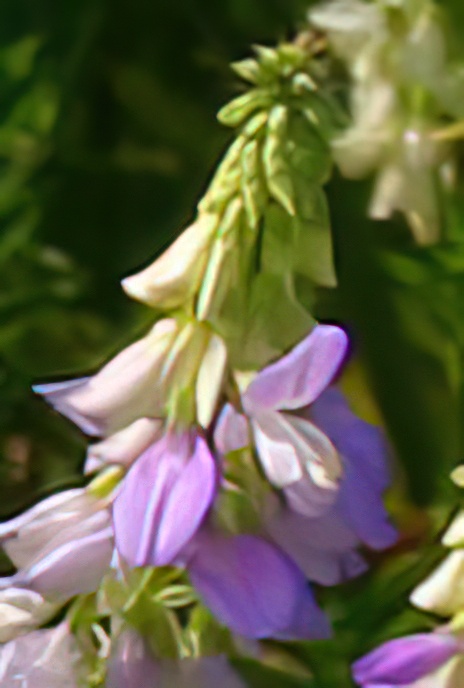 Goat’s Rue