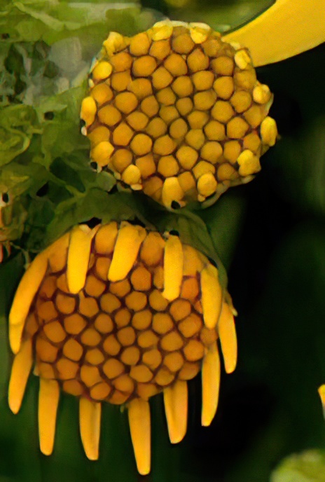 Ragwort