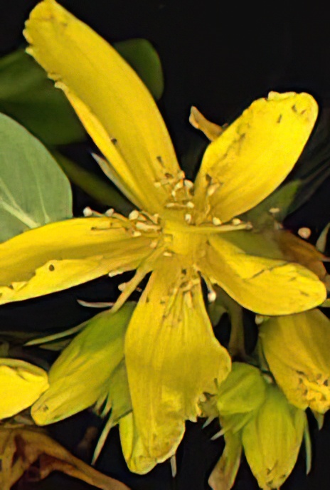 Perforate St John’s-wort