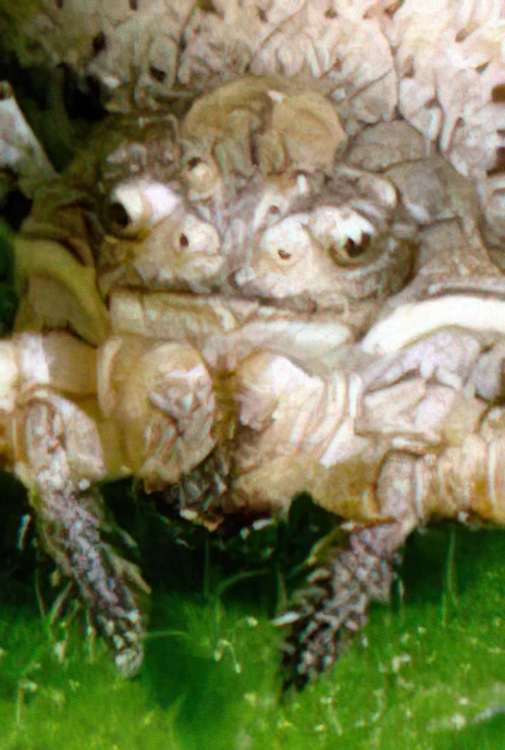 Common Crab Spider