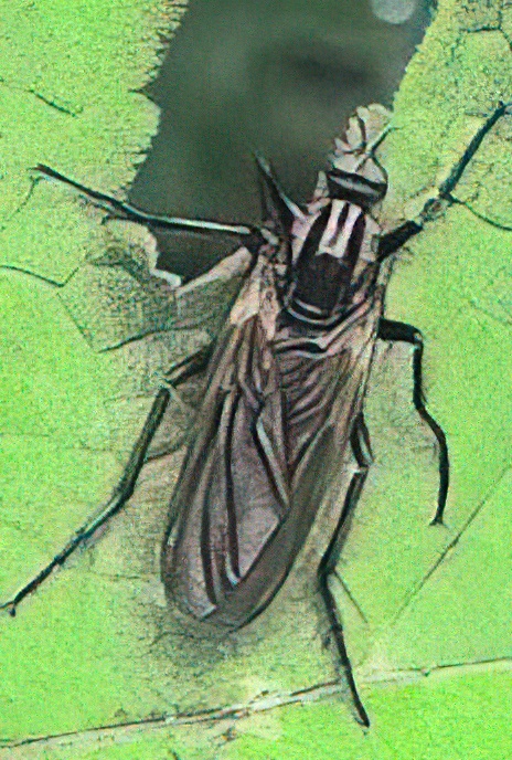 Assassin Fly