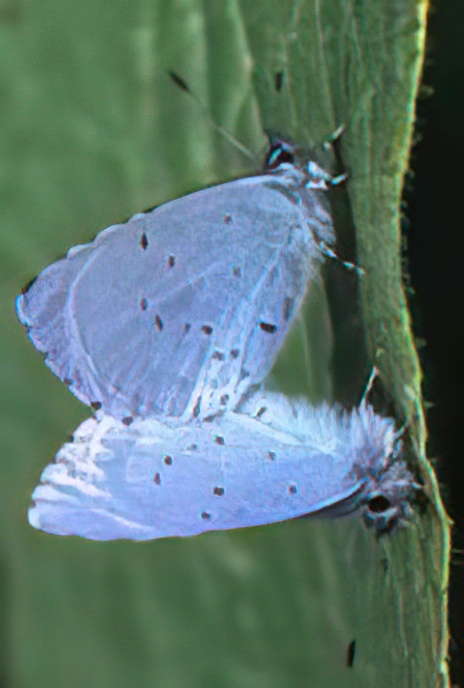 Holly Blue