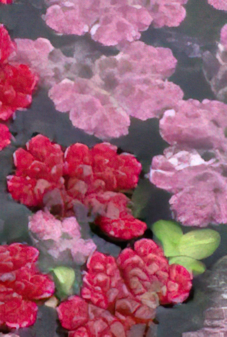 Water Fern