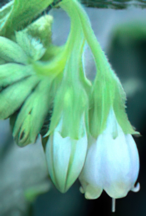 Common Comfrey