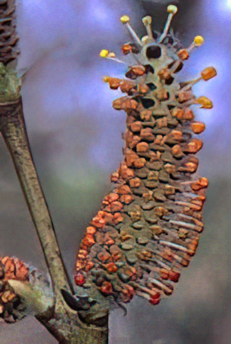 Purple Willow (male & female catkins)