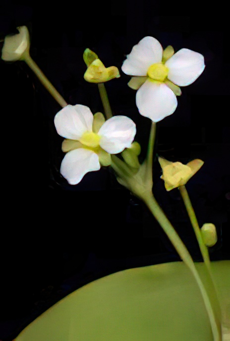 Common Water-plantain