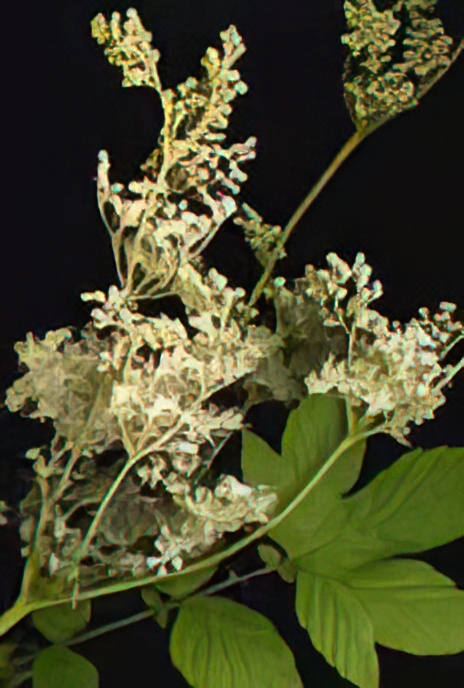 Meadowsweet