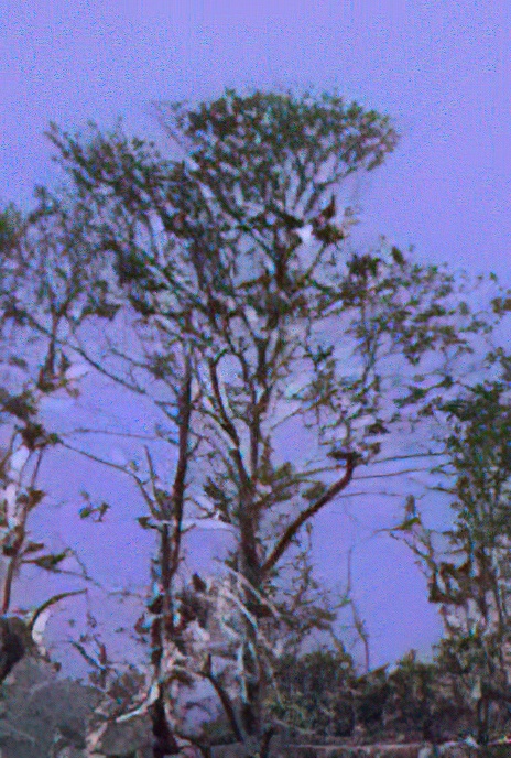 Great Cormorants