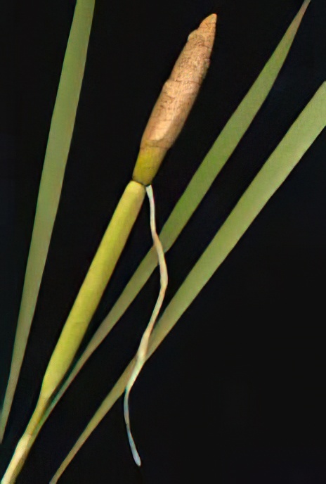 Reed Mace