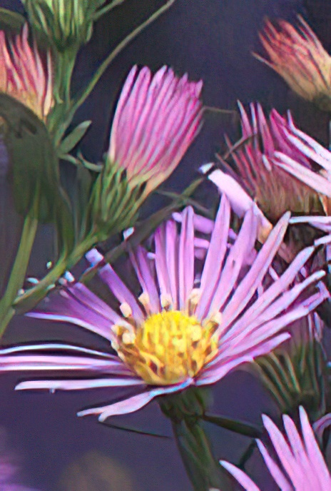 Michaelmas Daisy