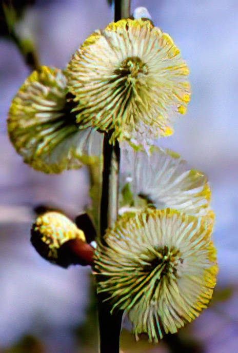 Goat Willow