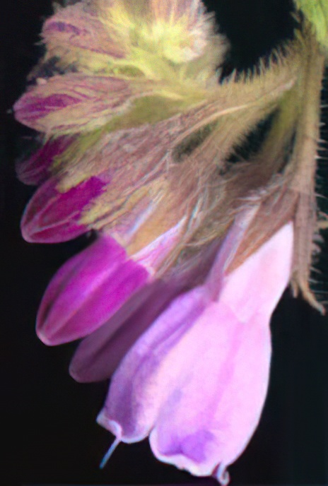 Russian Comfrey