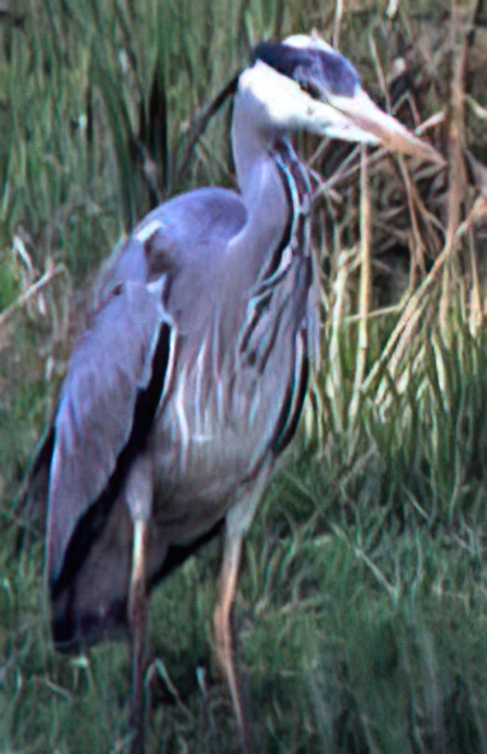 Grey Heron