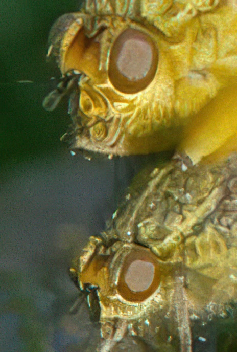 Yellow Dung Fly