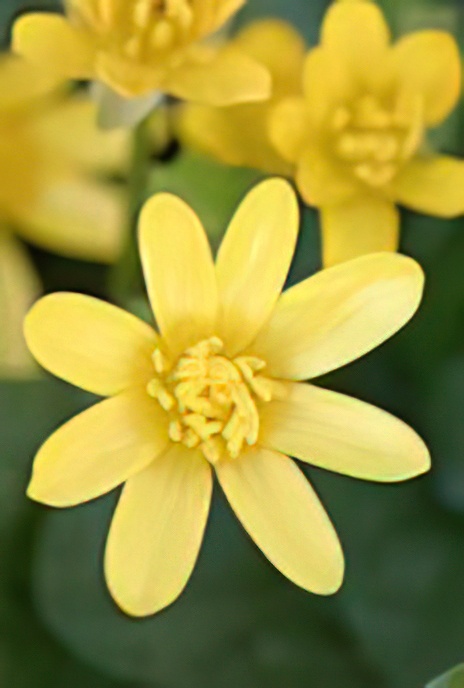 Lesser Celandine