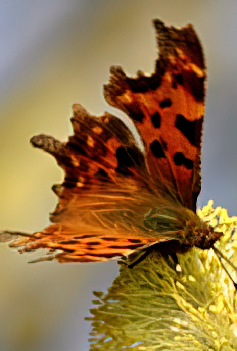 Comma