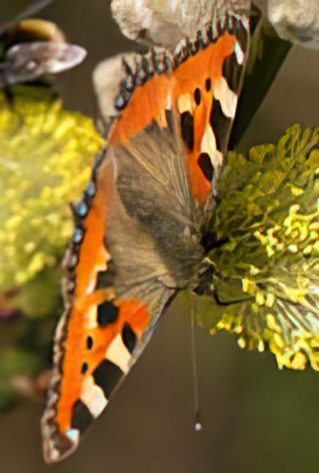 Small  Tortoiseshell