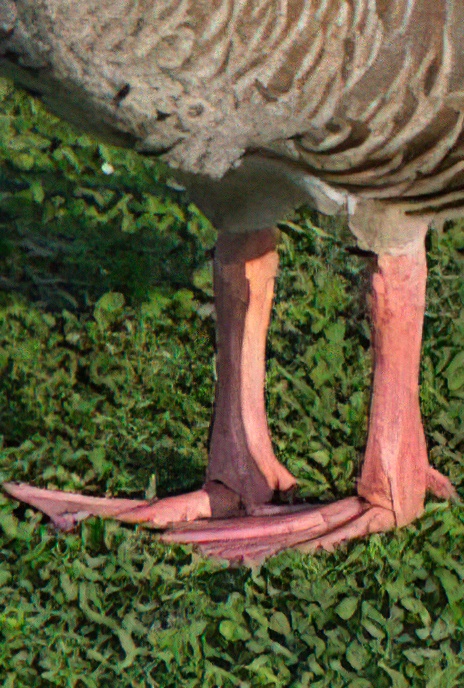 Greylag Goose