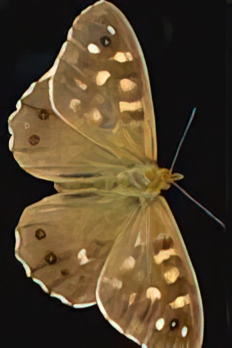Speckled Wood