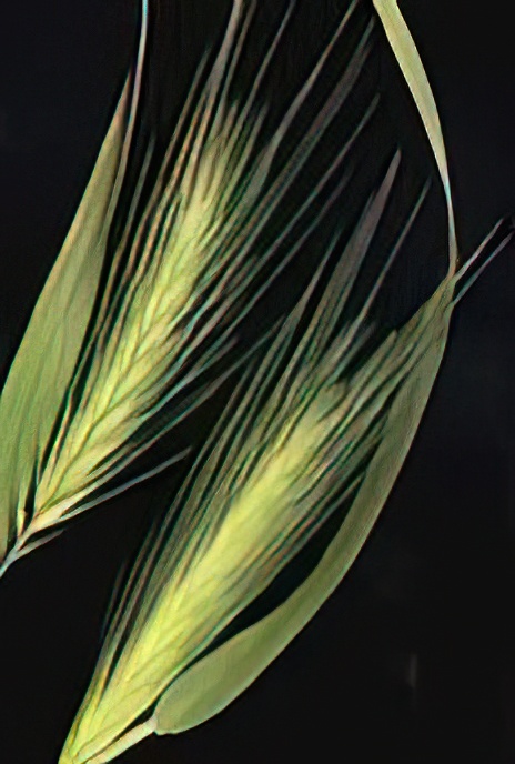 Wall Barley