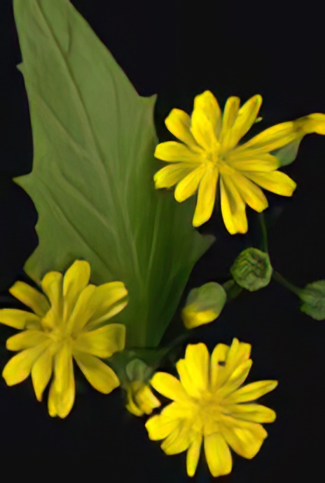 Nipplewort