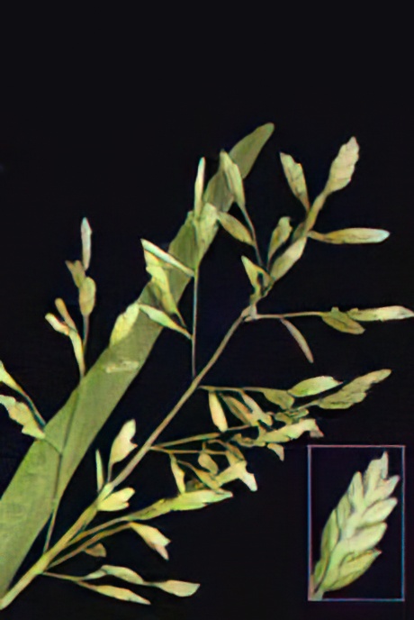 Annual Meadow Grass