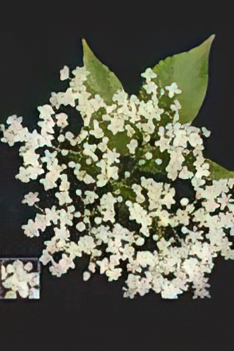 Elder