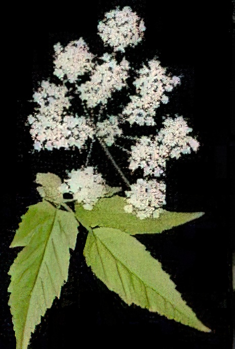 Ground Elder