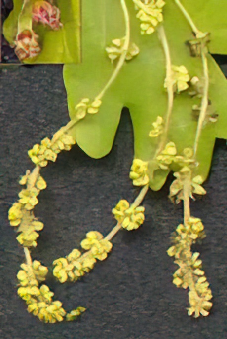 Oak – flowers and fruit