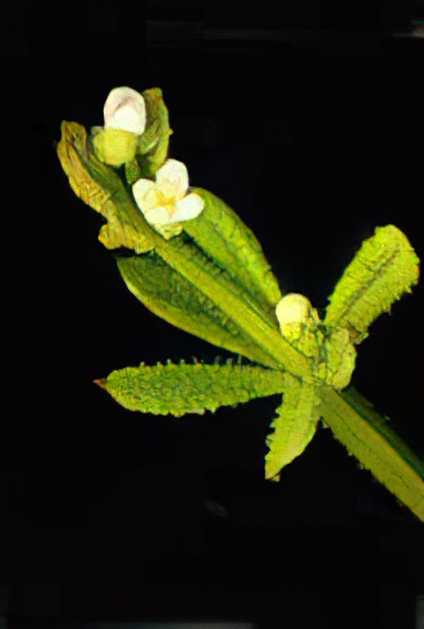 Goose Grass or Cleavers