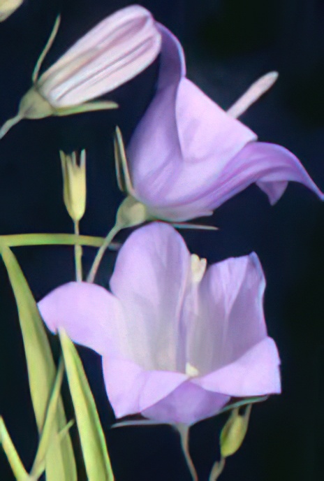 Harebell