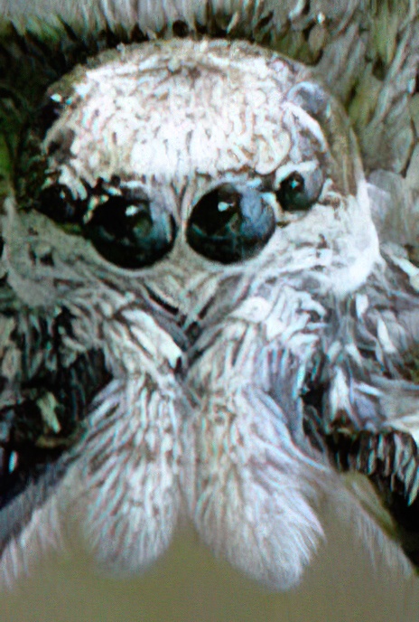 Zebra Spider