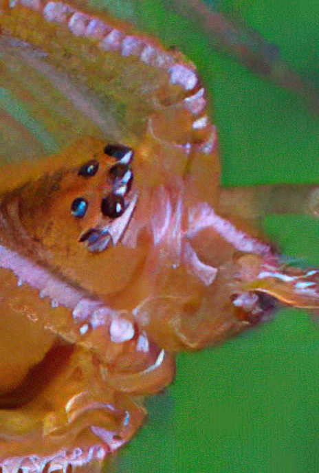 ‘Spider Wars’ – Mothercare spider and prey