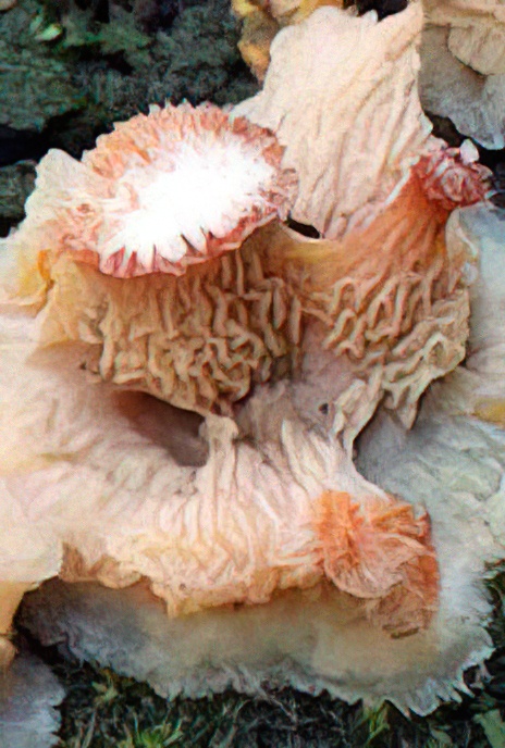 Jelly Rot Fungus
