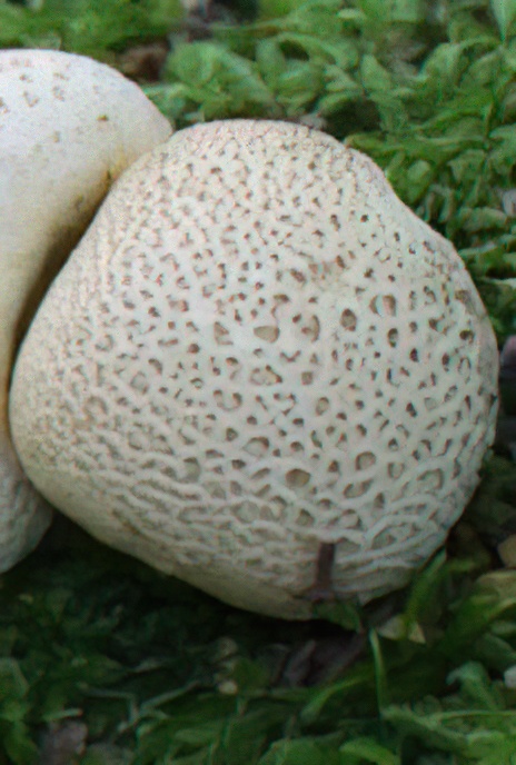 Common Earthball