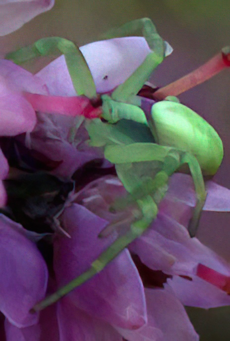 Golden Rod Crab Spider